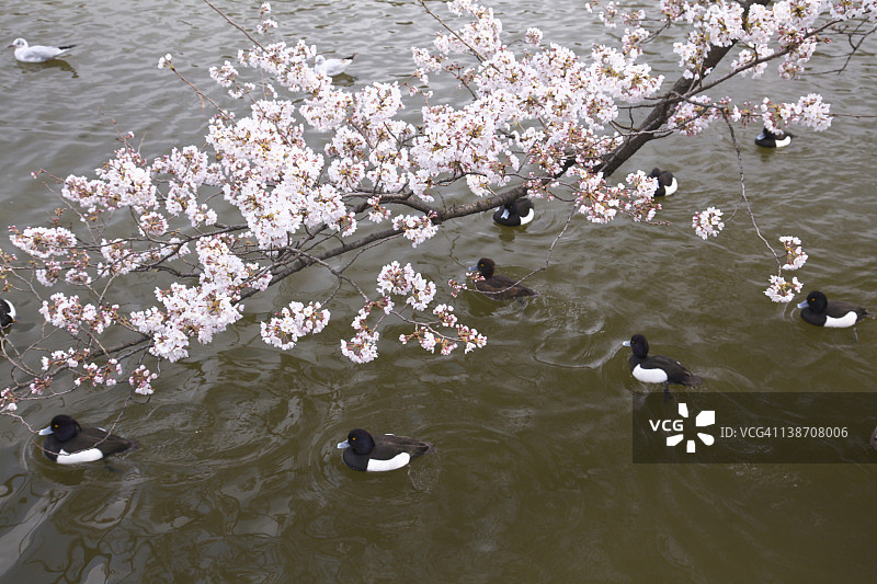 樱花与不忍池，上野，台东区，东京，本州，日本图片素材