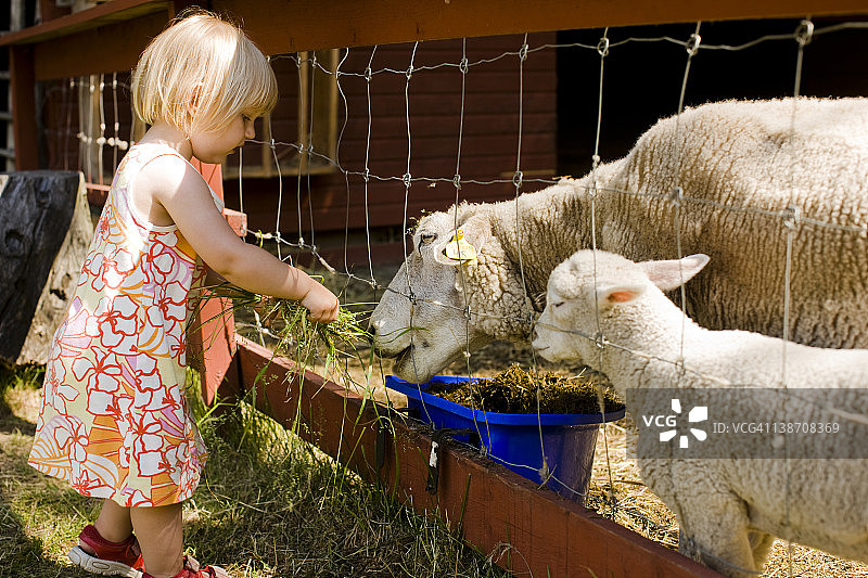 金发女孩喂羊图片素材