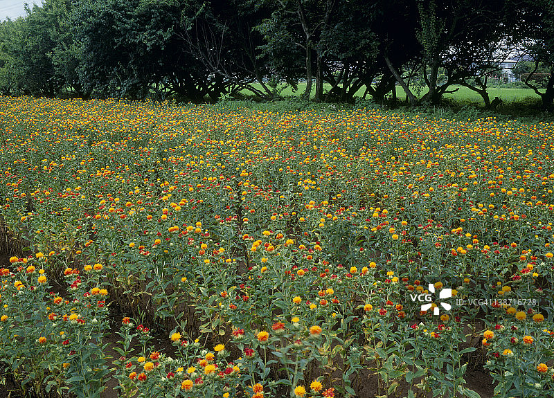 日本埼玉县桶川市红花之乡图片素材