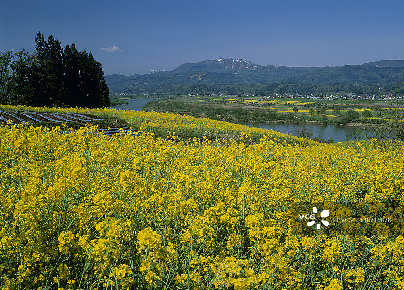 日本长野县饭山市菜之花公园的油菜花图片素材