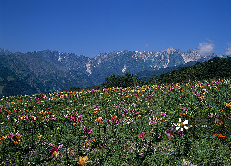 日本长野县白马岩岳百合花园图片素材