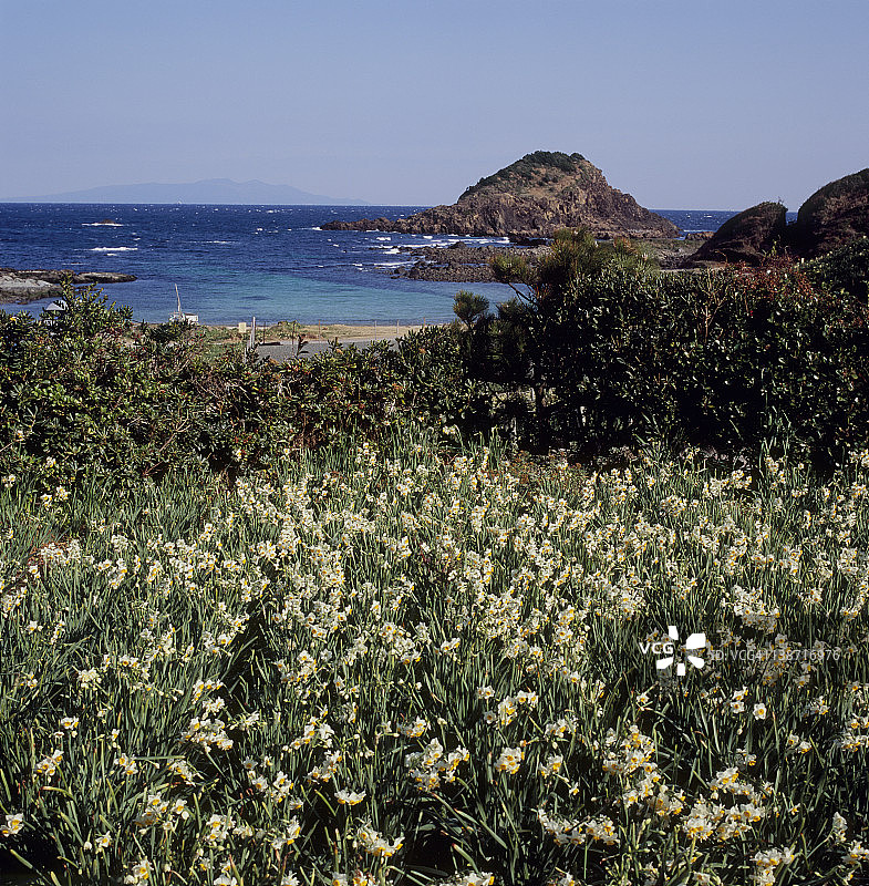 水仙花：下田市爪木崎，日本静冈县图片素材