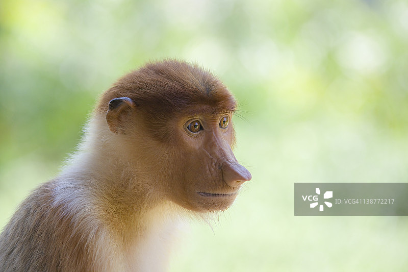 婆罗洲长鼻猴幼崽图片素材
