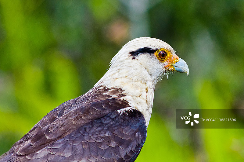 卡拉帕泰鲁加维奥图片素材