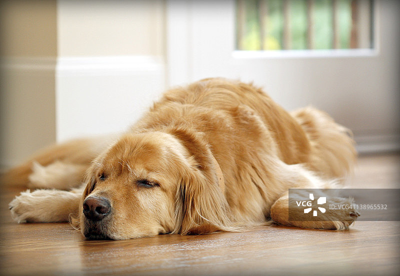 正在睡觉的金毛犬图片素材