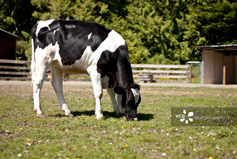 田野里吃草的牛图片素材