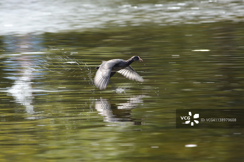 飞翔的骨顶鸡图片素材