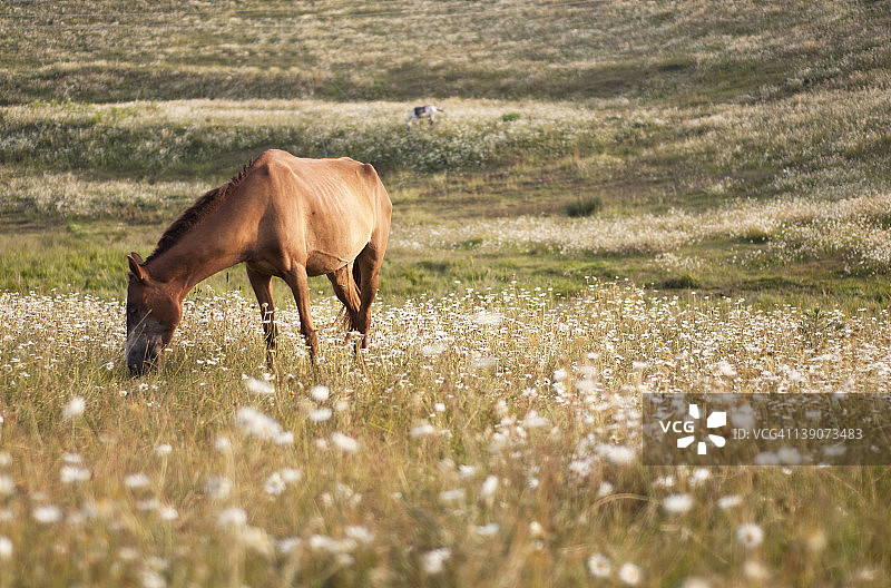 草地上吃草的马图片素材