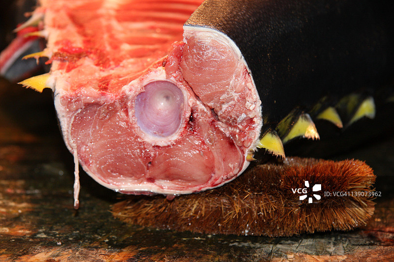 束子刷上的黄鳍金枪鱼图片素材