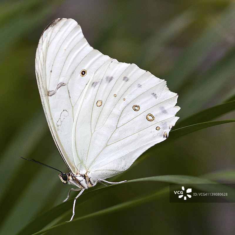 白色的蝴蝶图片素材