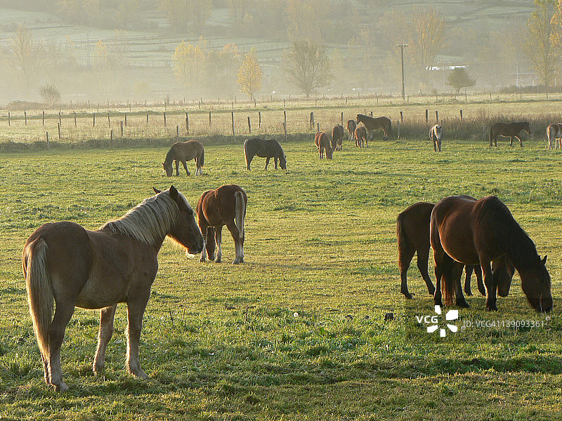 驰骋你的野马图片素材
