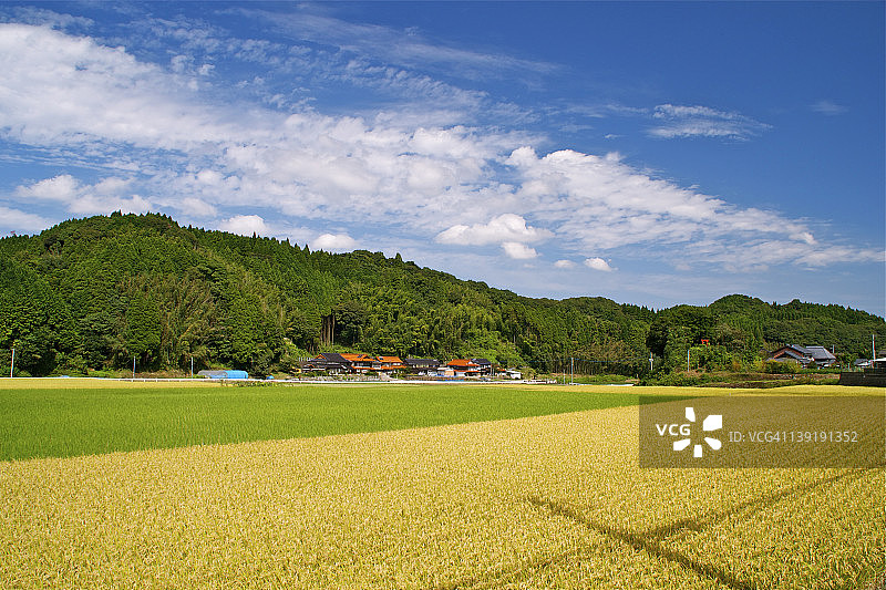 稻田风光图片素材