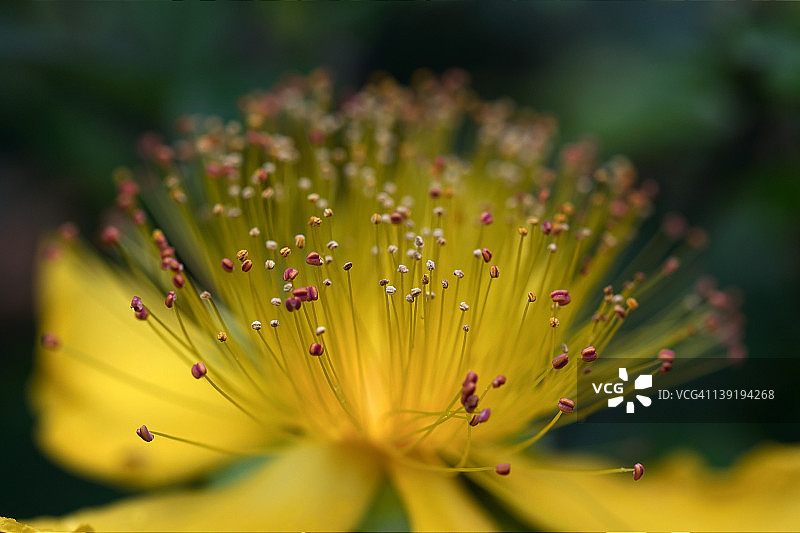 金丝桃花图片素材