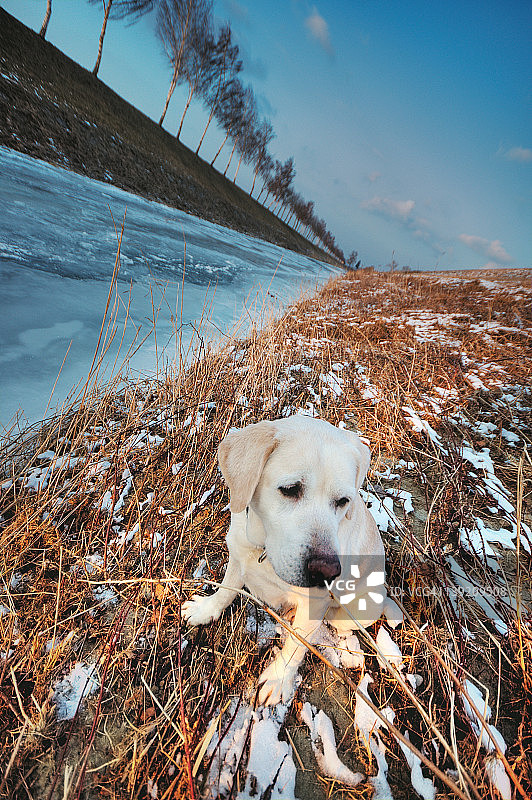 河边的拉布拉多犬图片素材