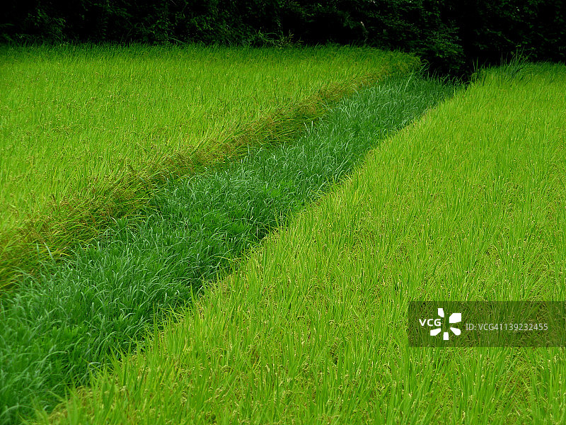 拼接稻田图片素材