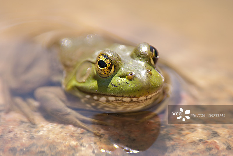 水中的青蛙图片素材