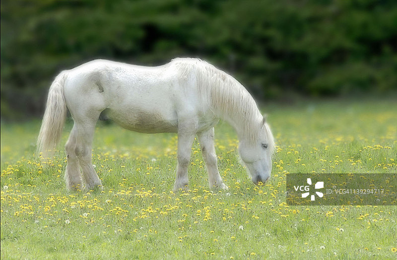 花田里的白马图片素材