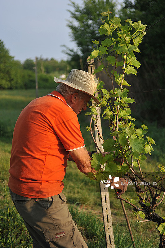 男人修剪树木图片素材