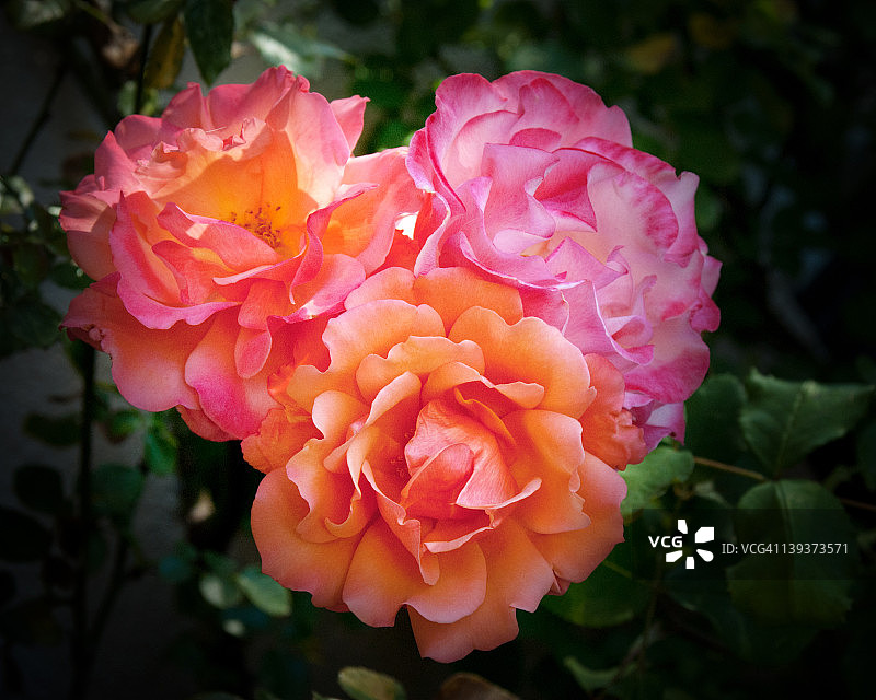 三朵玫瑰图片素材