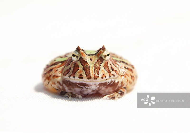 奇幻犄角蛙图片素材