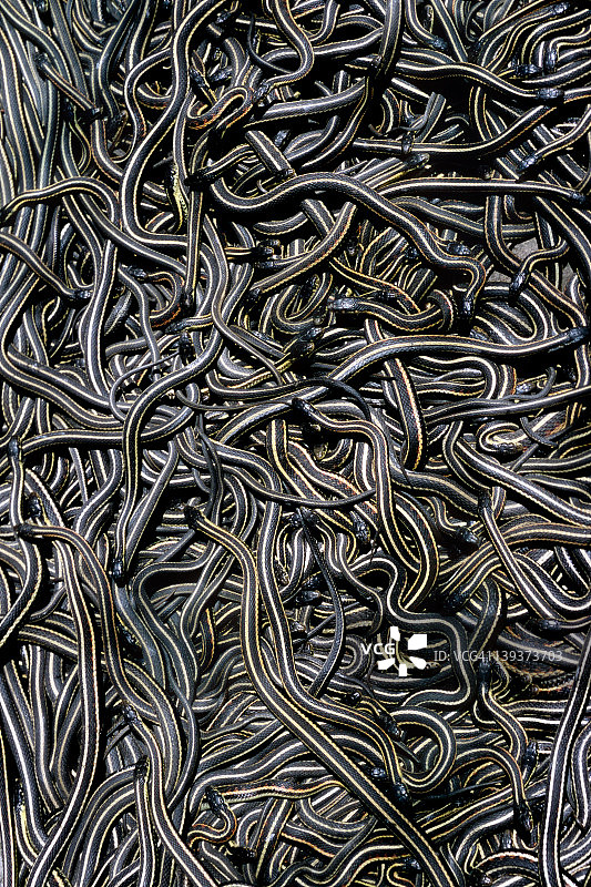 马尼托巴省神奇的蛇坑图片素材