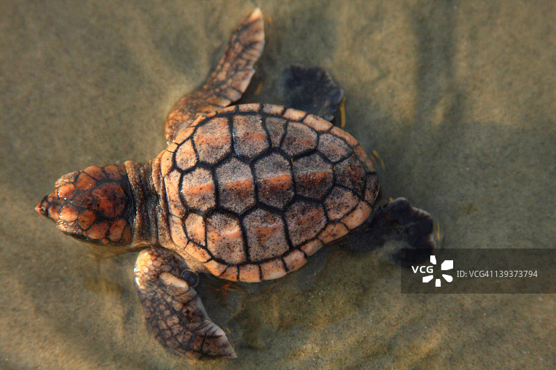 红海龟幼龟图片素材