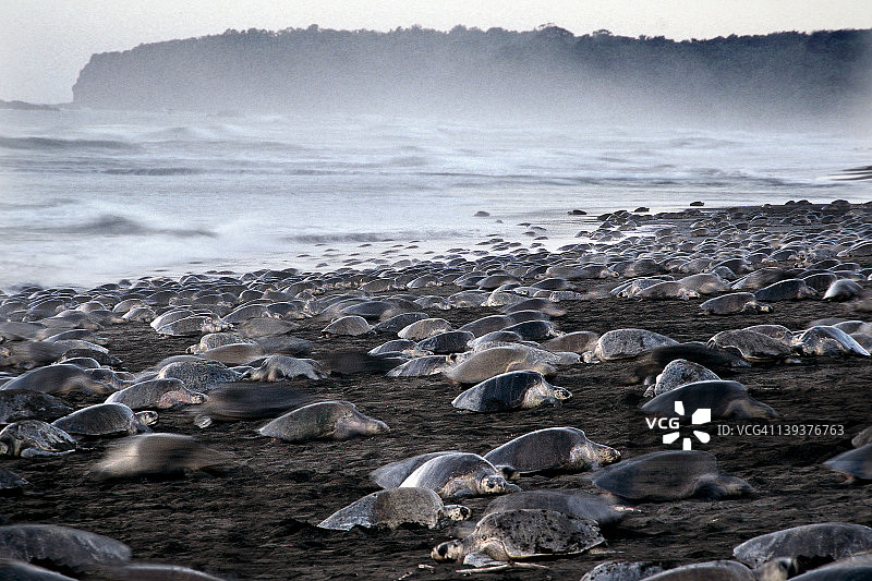 集体产卵图片素材