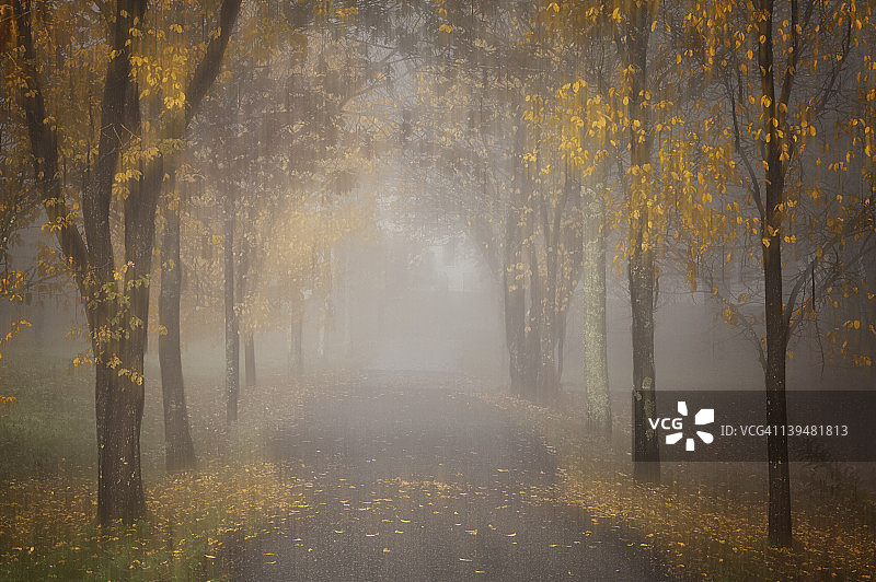 雾蒙蒙的秋日林荫路图片素材
