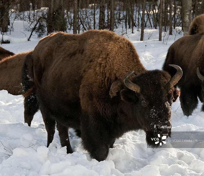 雪景中的野牛图片素材