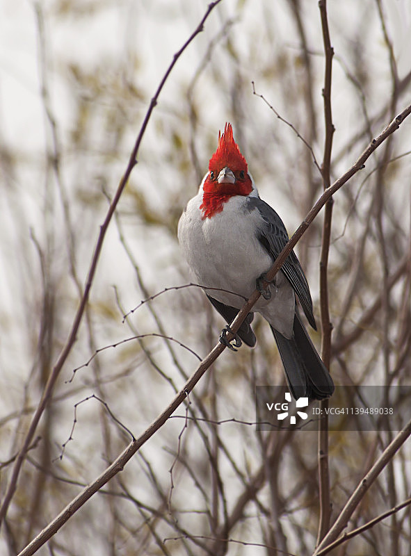 红衣主教鸟的凝视图片素材