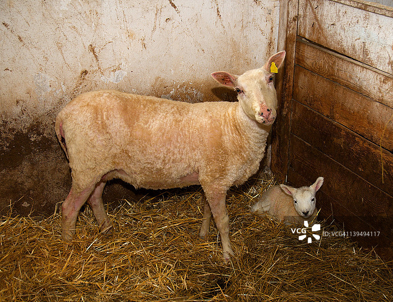 羊和羊羔图片素材