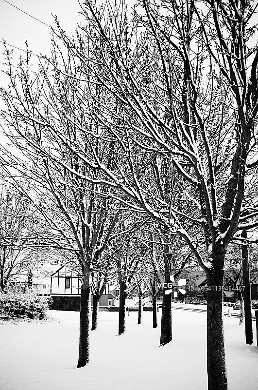 冬天的树图片素材