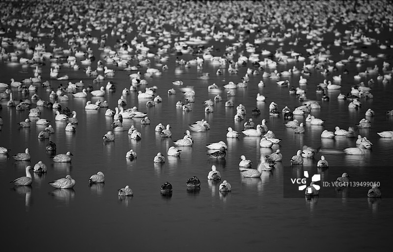 满月下的雪雁图片素材