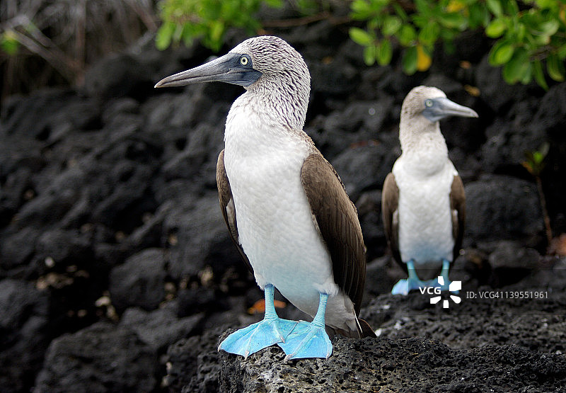 蓝脚鲣鸟图片素材
