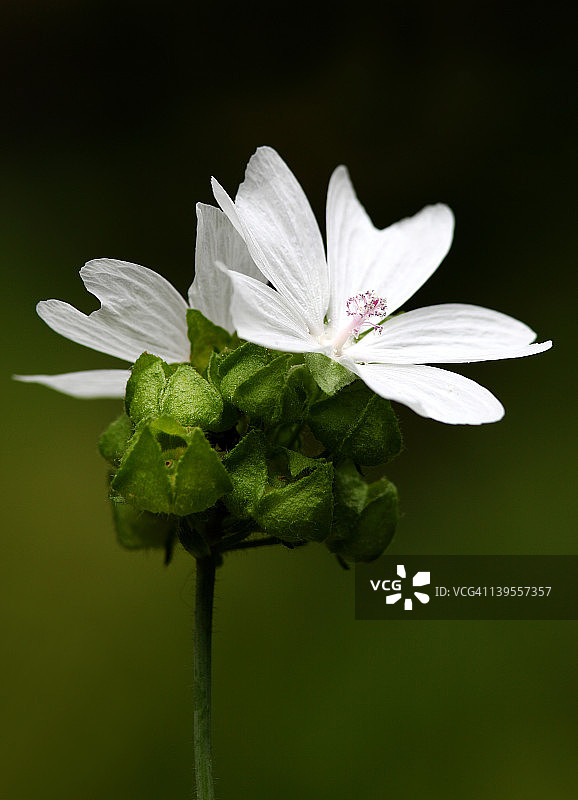 麝香锦葵花图片素材