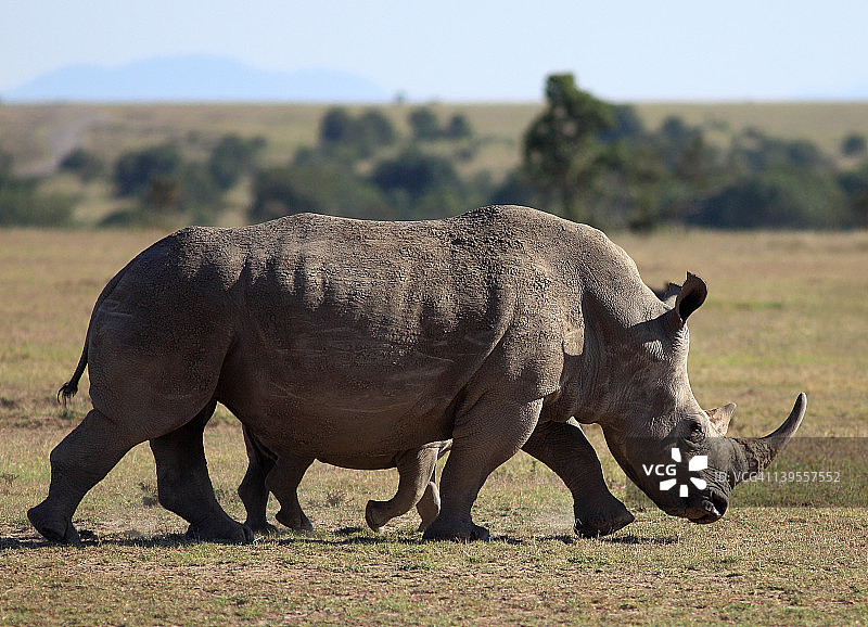 白犀牛妈妈和它身后的宝宝图片素材