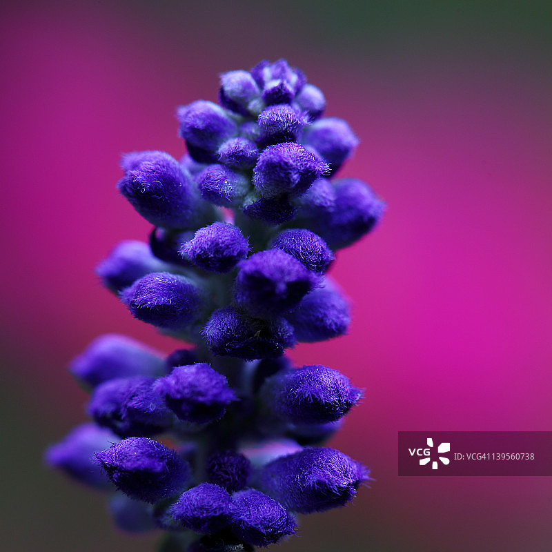 粉萼鼠尾草与粉色散景图片素材