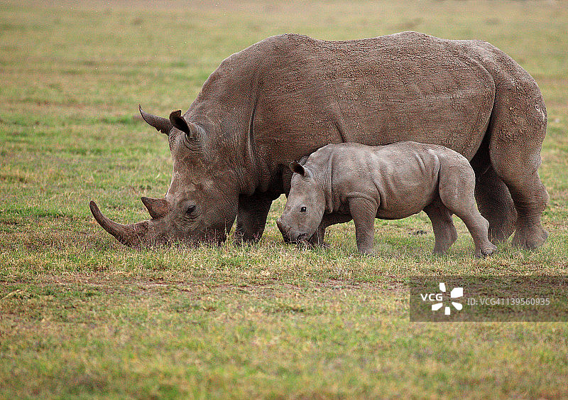 并排吃草的白犀牛图片素材