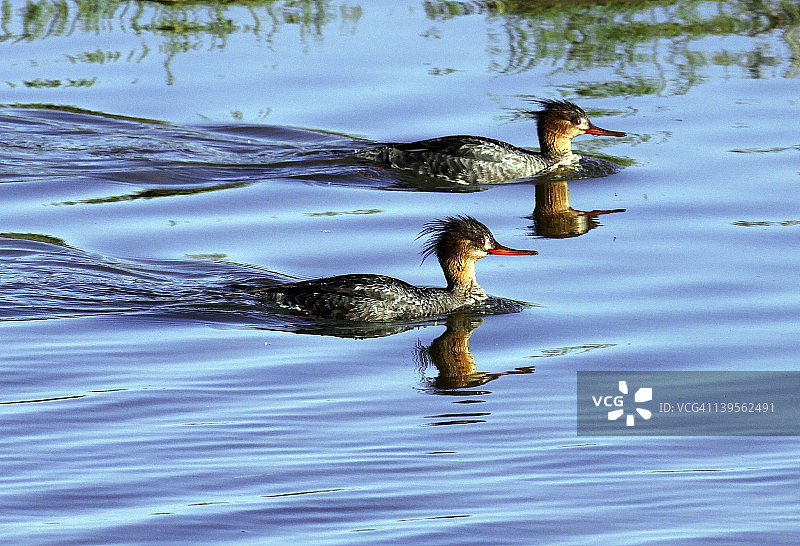 红胸秋沙鸭图片素材