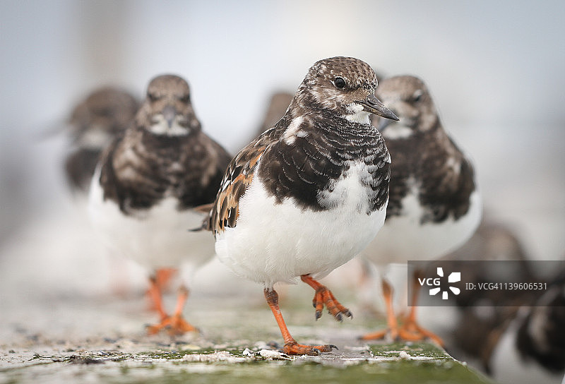 翻石鹬图片素材