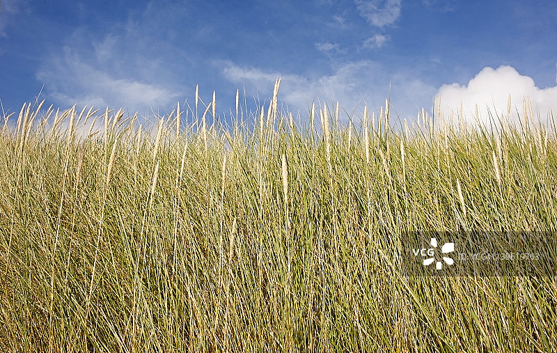 拉斯肯泰尔海滩沙丘上的高草图片素材