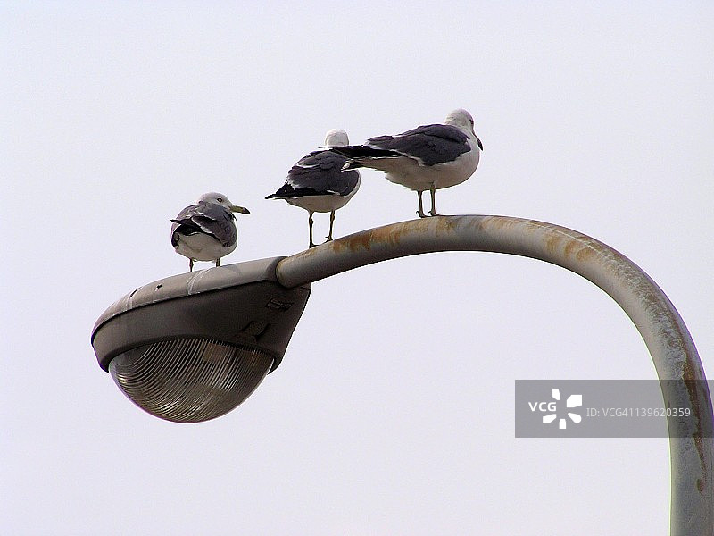 三只海鸥栖息在港口城市灯光上图片素材