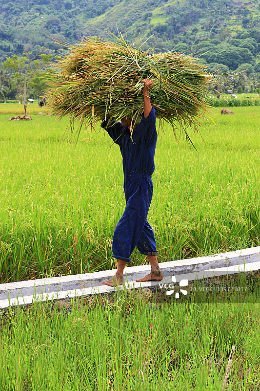 男人在印度尼西亚苏门答腊的稻田里工作图片素材