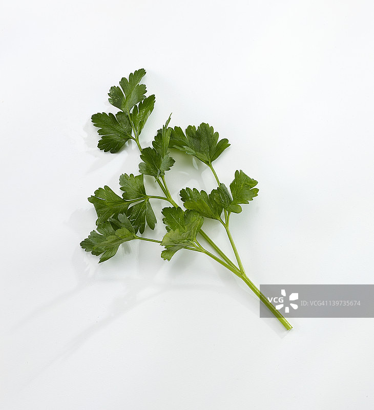 意大利欧芹2图片素材