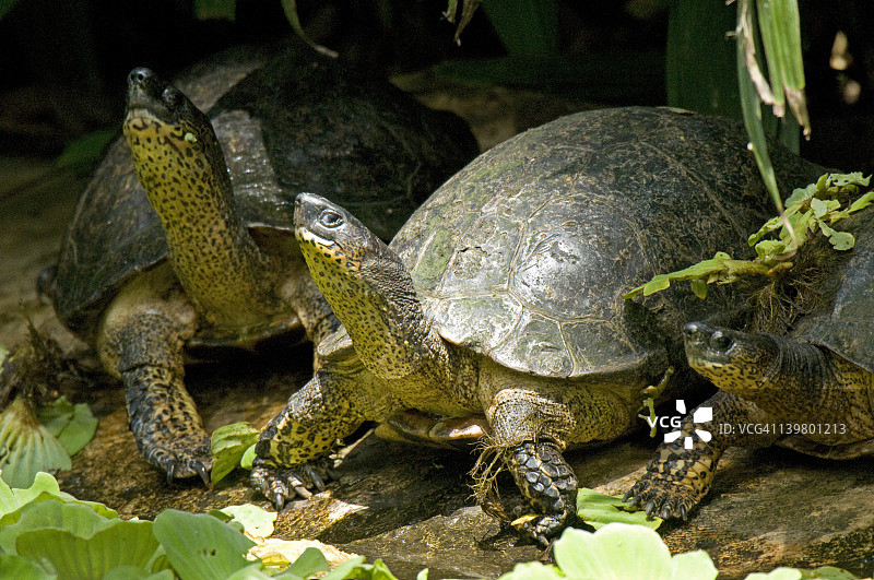 黑木龟，哥斯达黎加图片素材