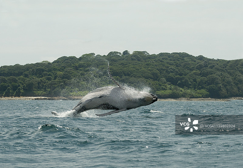 座头鲸，巴拿马太平洋海岸图片素材
