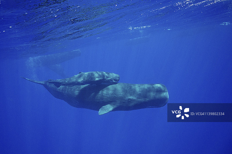 母亲和她的抹香鲸幼崽（Physeter catodon），印度洋图片素材