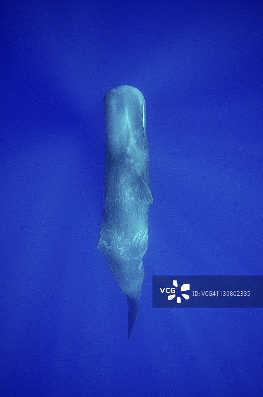 印度洋中呈“烛光姿势”睡觉的抹香鲸图片素材