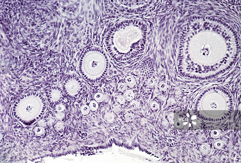 卵巢、原始卵泡、初级卵泡、卵母细胞、生发上皮50倍图片素材