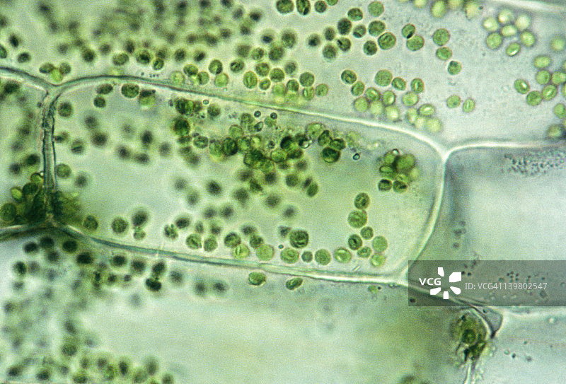 植物细胞ELODEA，等渗溶液显示细胞，叶绿体250X在35mm图片素材